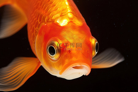 眼睛特写背景图片_一条有眼睛的橙色金鱼