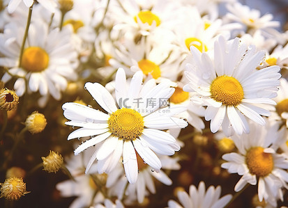 野菊花背景图片_雏菊和蜜蜂在花田里