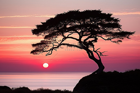 日落时粉红色天空前一棵树的轮廓
