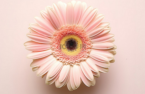 粉红色的非洲菊花，花瓣在中心