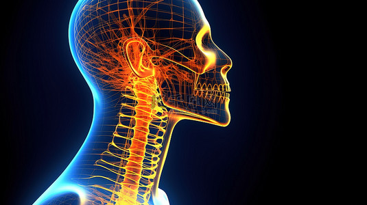 3D 女性医学背景上突出显示的颈骨