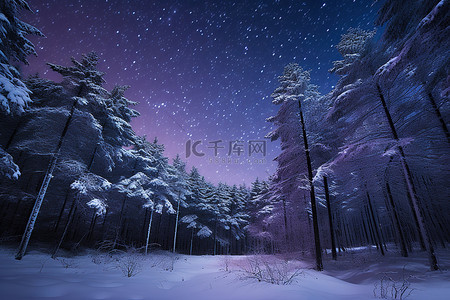夜晚的雪背景图片_夜晚的白雪覆盖的森林