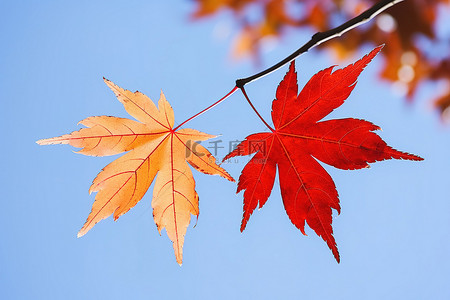 秋季蓝天背景图片_2007 年 7 月秋季打印的蓝天背景的两片红黄色枫叶