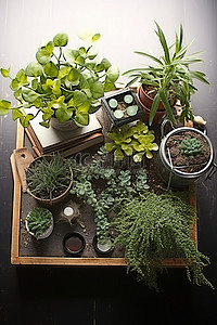木桌上的小植物和草药
