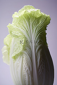 带根卷心菜背景图片_白色泡菜配红卷心菜和葱拍照