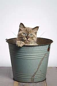一只虎斑猫在金属桶内休息