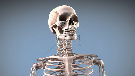 男性解剖学插图骨骼的 3D 描绘