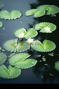 有云的池塘里有许多绿色的百合花