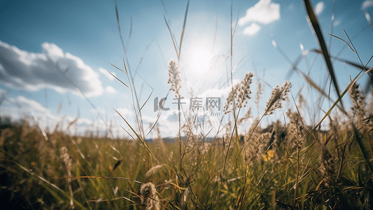 绿色野草背景图片_草地野草自然背景