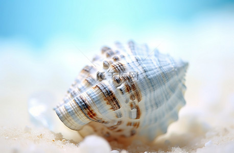 在海中银海贝壳 1 张照片和高清