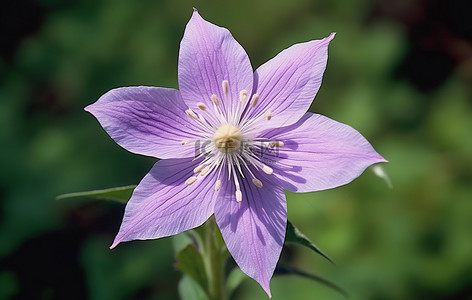 一朵中心开放的紫色花