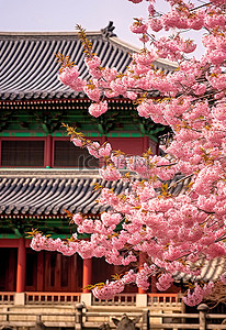有粉红色开花的树的传统日本宫殿