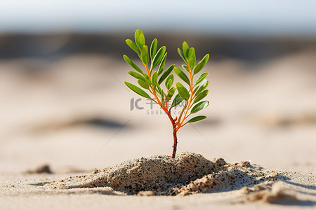 干旱的土地背景图片_生长在沙滩上的小树