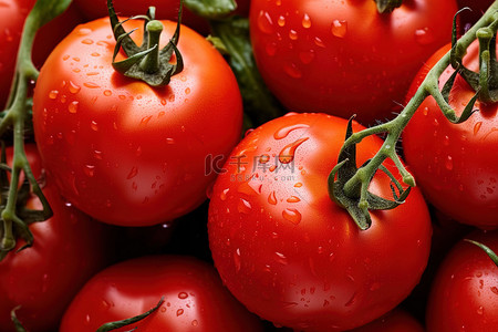 植物番茄背景图片_花园里有许多红色的番茄植物