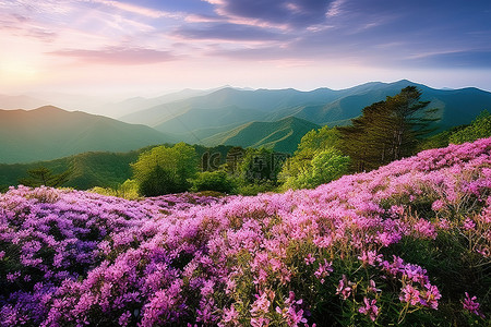 浪漫杜鹃花背景图片_浪漫的风景