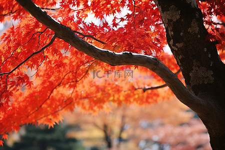 特写树叶背景图片_一棵树的特写照片，叶子五颜六色