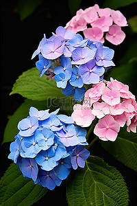 绣球花的花朵有蓝色和粉色