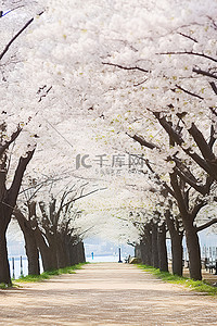 春天旅游背景背景图片_白色花朵排列的人行道和树木