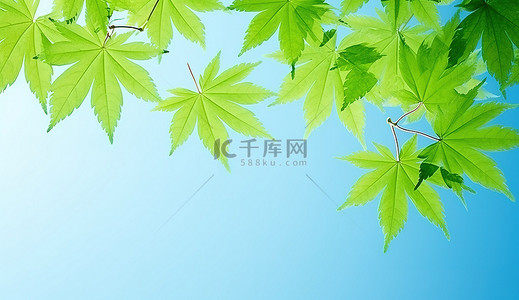 阳光明媚的天空背景图片_阳光明媚的蓝天上美丽的绿色枫叶