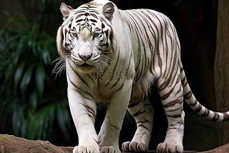 哭泣的老虎背景图片_帕克兰动物园的白虎