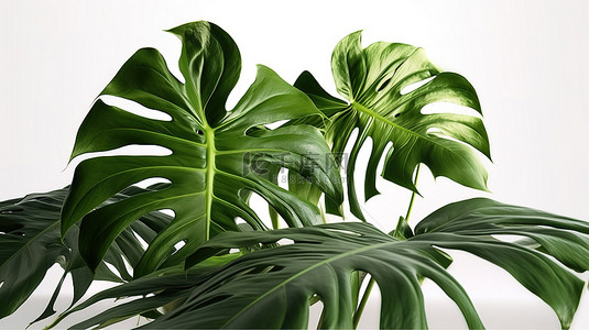 植物园背景图片_3d 渲染中的龟背竹植物在白色背景中脱颖而出