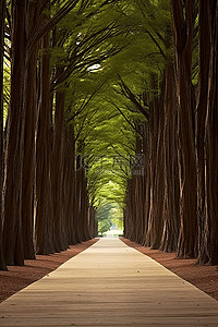 公园里两旁种满树木的木制走道