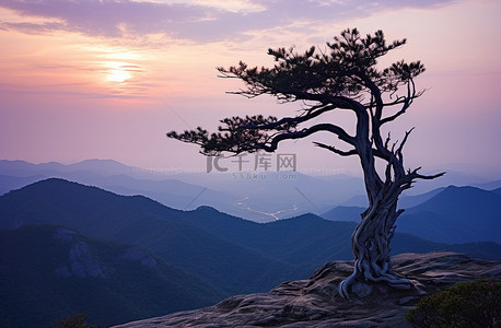 山顶上一棵孤独的树，俯瞰着日落的山谷