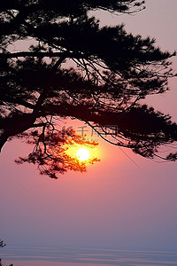 一棵松树在雾中，太阳在它后面升起