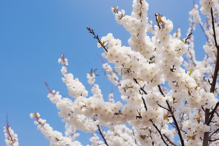福背景图片_蓝天映衬下树上的白色花朵
