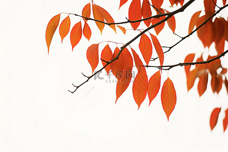 秋天树枝上的红叶
