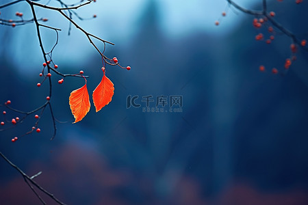 川背景背景图片_秋天树上的红叶
