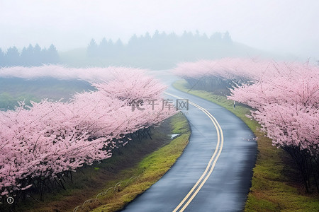 反向弯道背景图片_春天被粉红色花朵包围的道路