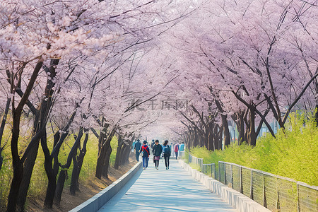 公园樱花背景图片_一群人走在绿树成荫的人行道上