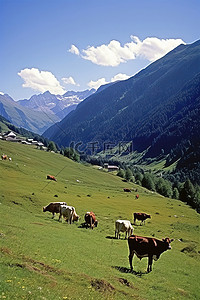阳光明媚的天空背景图片_牛群在山上阳光明媚的地方吃草