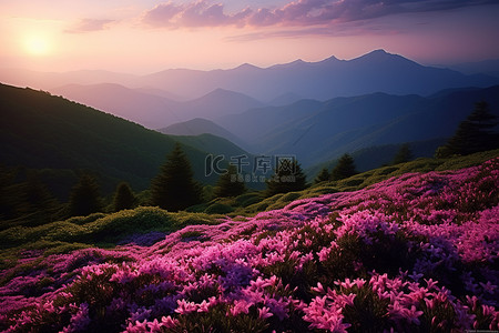 夕阳西下，山上开满了紫色的花朵