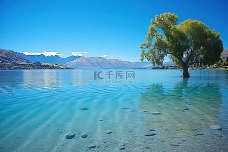 新西兰松木背景图片_新西兰 瓦纳卡