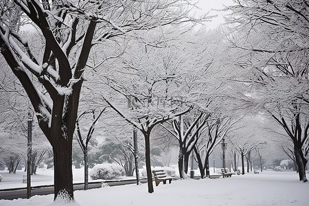 雪花脸谱背景图片_上海公园过冬
