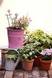 陶土背景图片_一盆植物花卉和一个陶土花盆
