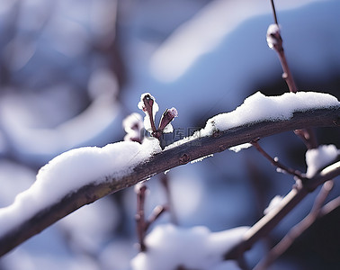 冬天背景图片_一根被雪覆盖并从雪中伸出的树枝