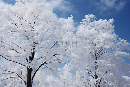 两棵树，树顶被雪覆盖