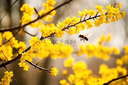 春天蜜蜂背景图片_一只蜜蜂在开着黄色花朵的树枝附近飞翔