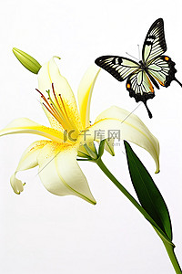叶子和花背景背景图片_一只蝴蝶飞过白色背景中的百合和叶子