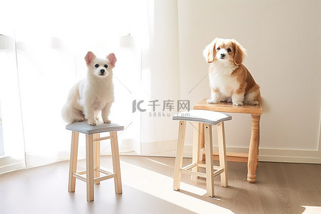 一只狗坐在木凳上，另一只动物坐在木凳上