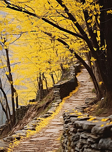 拉花背景图片_在中国西姆拉的白峰山徒步旅行，枝条呈黄色