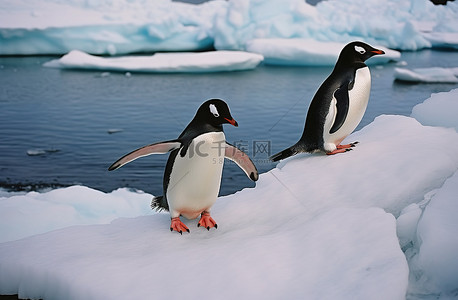 站背景图片_两只企鹅站在冰边