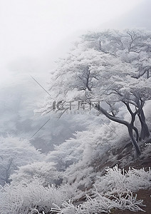 中山底图背景图片_雪雾中山上结霜的树木