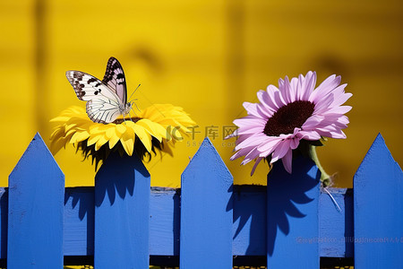 两只蝴蝶停在栅栏上