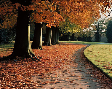 秋天里的枫叶背景图片_公园里的一条小路，草坪上有树叶