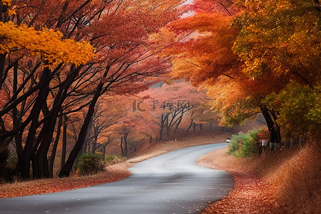 天安门会客厅背景图片_路边的秋叶