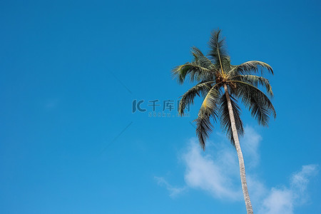 关岛背景图片_棕榈树映衬着蓝天